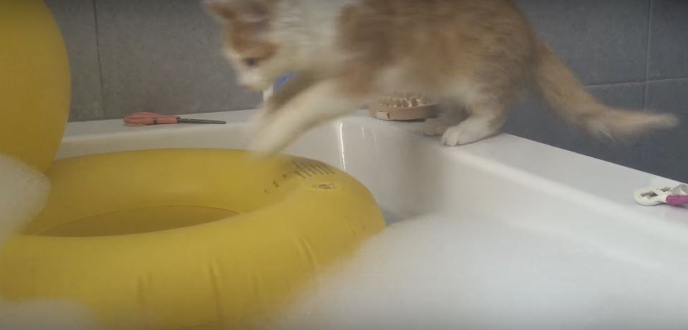 Cat Dives Into A Bubble Bath… And Regrets It…