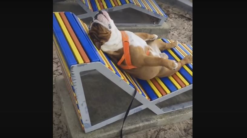 Bulldog Is Having A Diva Moment On A Beach…