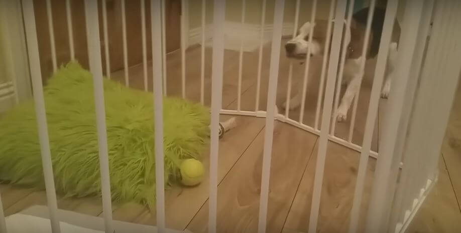 Intelligent Beagle Successfully Fetches Bone Stuck Inside A Cage.…