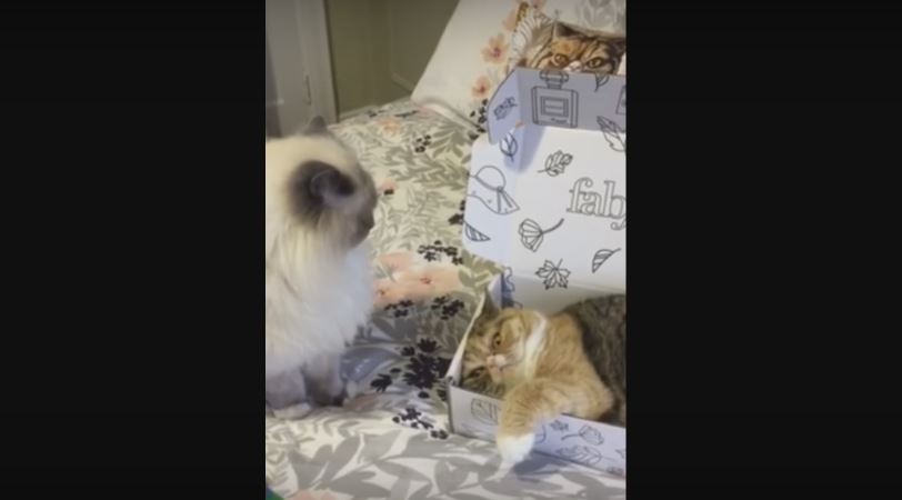 Two Cats Are Fighting Over A Box, And It’s…