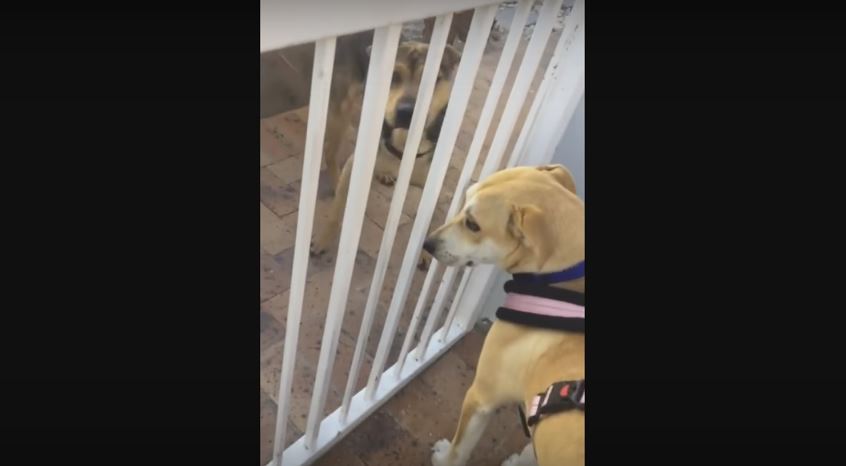 Loyal Dog Doesn’t Wanna Leave Her Best Friend’s Side.…