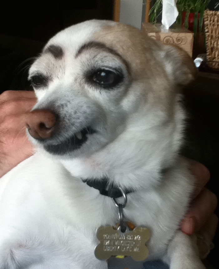 13 Dogs Who Got On Fleek Eyebrows You’ll Feel…