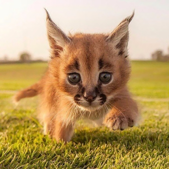 12 Fascinating Photos Of Baby Caracals. What A Gorgeous…