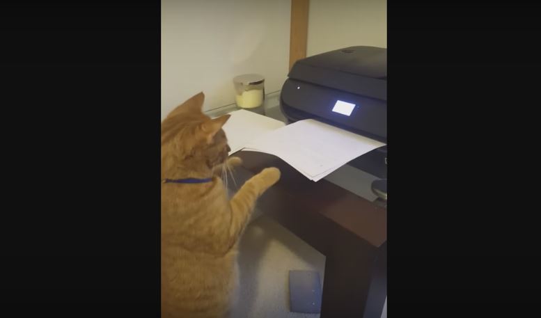 This Kitty Mistakes Printer For A Monster With A…