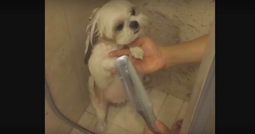 Gorgeous Shih Tzu LOVES Being Groomed. She Must Be…