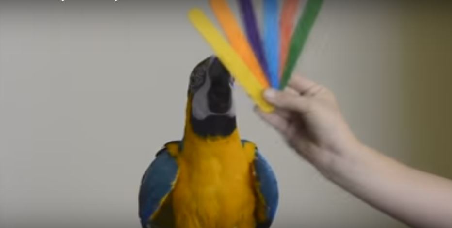 Intelligent Parrot Knows His Colors Like Boss. I Am…