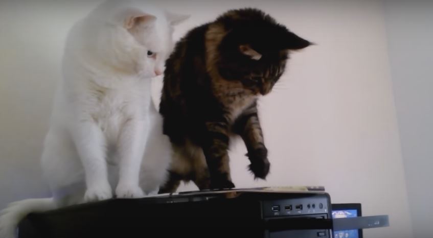 CD Drive Got These Two Felines Feeling Utterly Confused.…