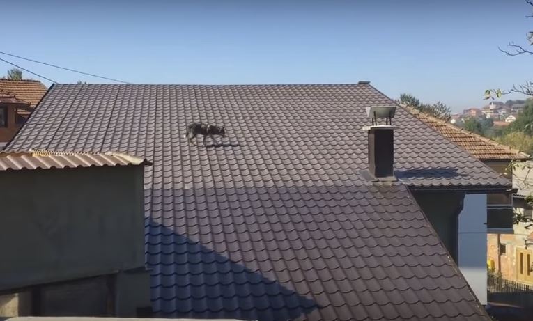 Fearless Pooch Goes For A Stroll On The Rooftop……