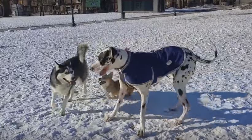 Little Corgi Pooch Tries To Hang Out With Dogs…