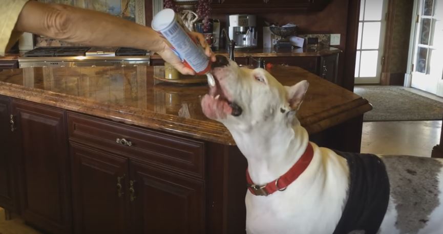 This Dog Be Snacking On Some Whipped Cream Straight…