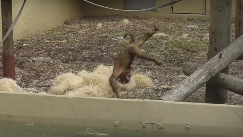 Baby Orangutan Makes A Crash Mat Out Of Wood Shavings. Now It’s Showing Us A Stunt That’ll Leave Our Jaws On The Floor!