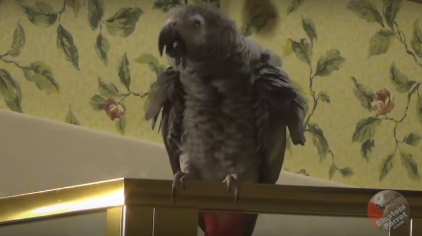 This Parrot Is Such A Glib Talker And A…