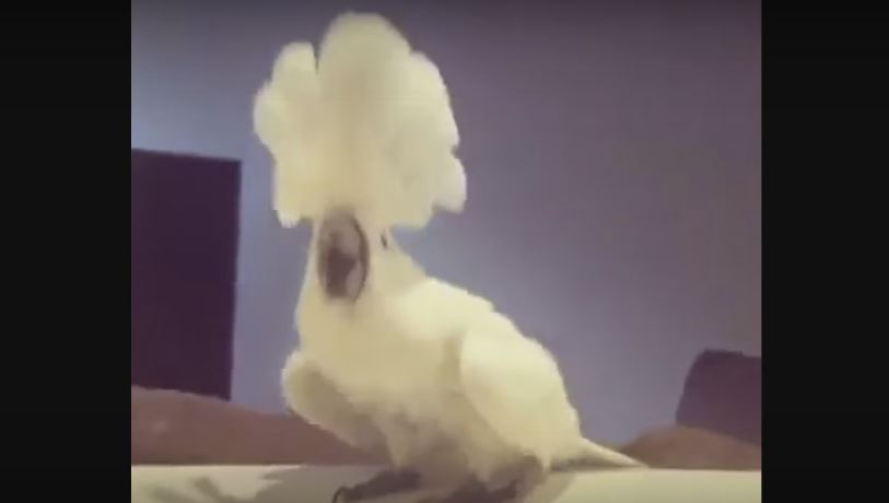 Talented Cockatoo Gives A Performance Of A Lifetime. You…