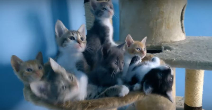 These Kittens’ Synchronized Dancing Is Pure Entertainment. Prepare To…