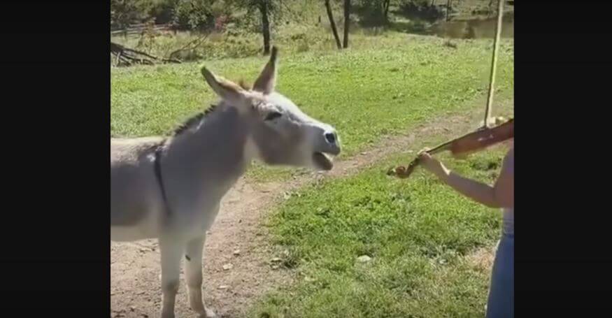 Lady Gives Donkey A Rousing Violin Performance. Seconds Later, It Starts Singing Along!