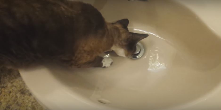 This Cat’s Reaction To Water Draining In A Sink…