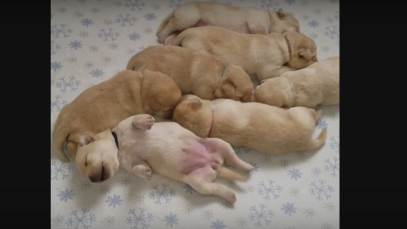 Do Yourself A Favor And Watch These 7 Adorable…