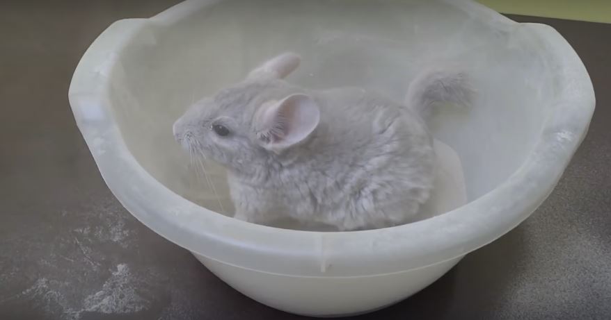 You’ll Have So Much Fun Watching This Adorable Chinchilla Bathe In Dust!