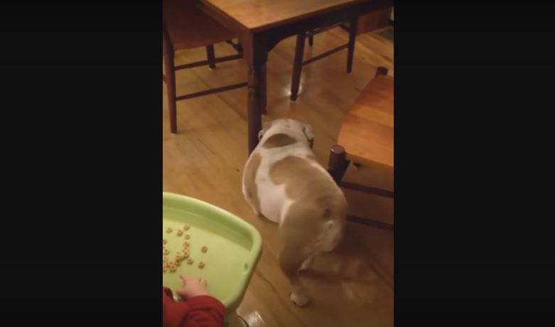 This Pooch Isn’t Digging The New Hardwood Floor, So…