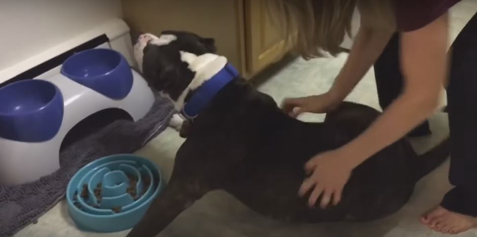 Adorable Pooch Can’t Decide Whether He Wants Food Or…