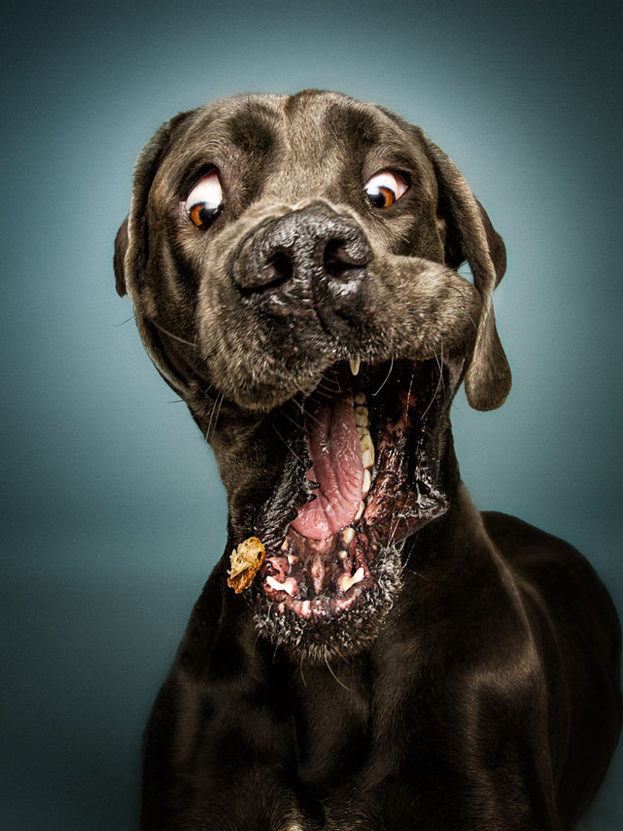 16 Insanely Funny Photos Of Dogs Catching Treats In…