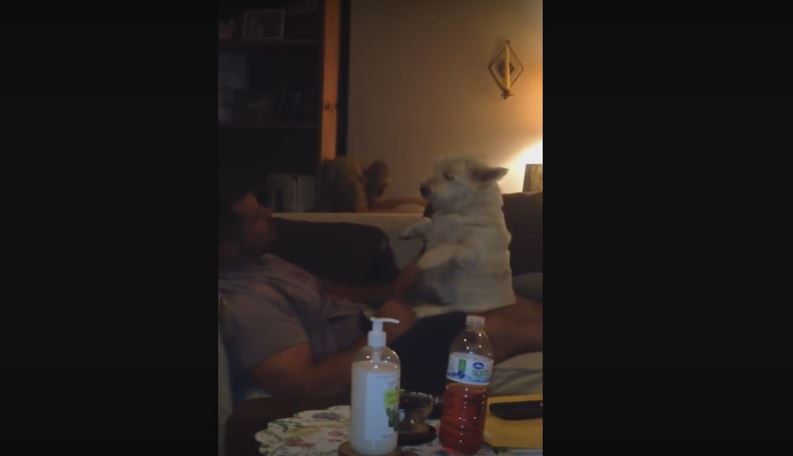 What This Dog Does Just To Get Belly Rubs…