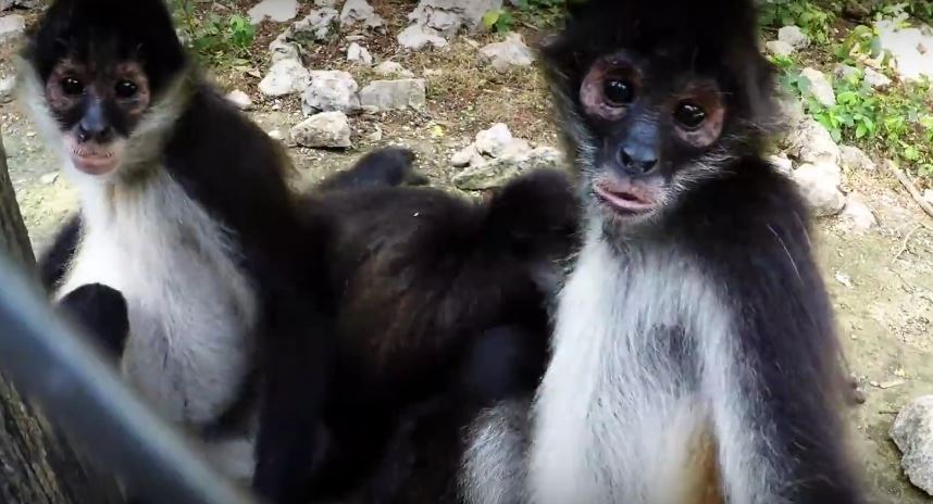 These Monkeys’ Reaction Upon Seeing A GoPro Camera Is Nothing Short Of Hilarious!