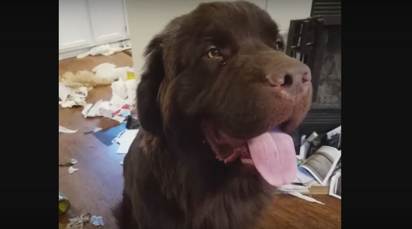 Massive Pooch Causes Havoc Inside The House, But He…