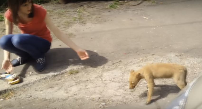 Lady Finds A Homeless Pup On The Street. What…