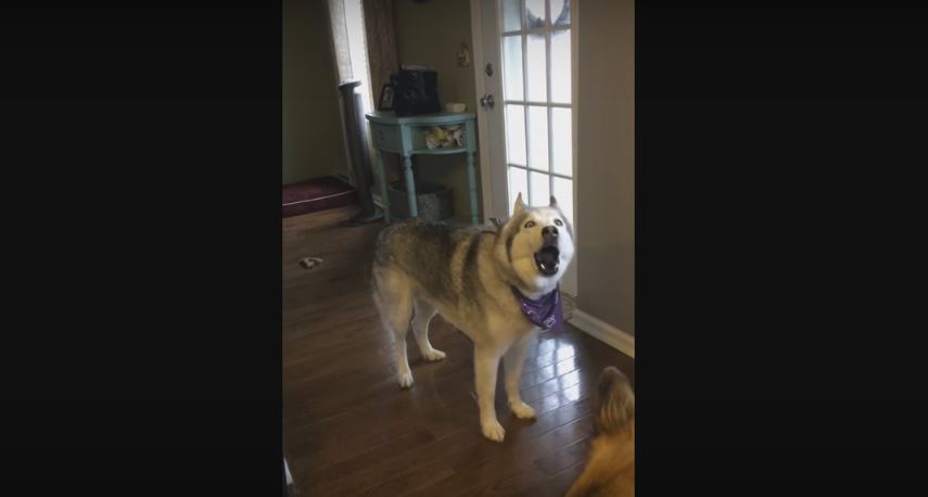 Impatient Husky Can’t Wait To Go For A Walk,…