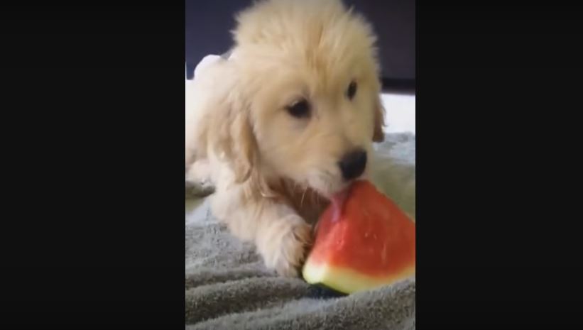 Puppy Enjoys A Slice Of Watermelon. This Could Not…