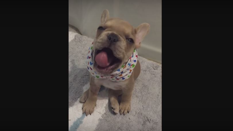 Baby French Bulldog Tries To Mimic His Mom Saying…