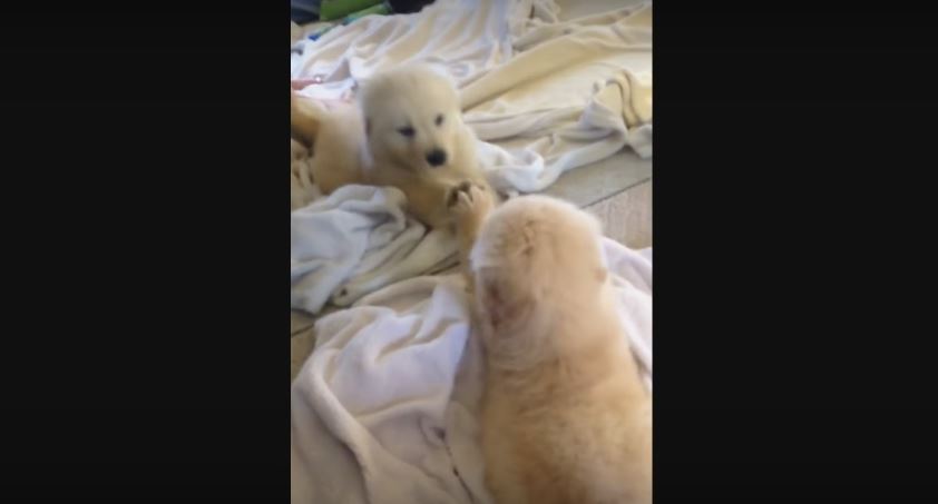 Puppy Sees His Reflection In The Mirror For The…