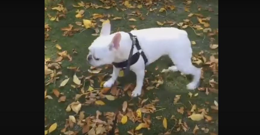 This Pooch Moonwalks Like The Michael Jackson. I Totally…