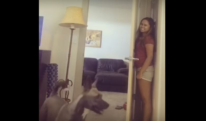 This Pooch Sucks At Playing Hide-And-Seek… So Bad That…