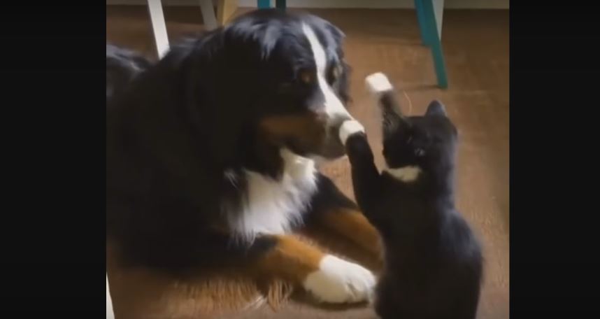 Cat Tries To Intimidate Massive Pooch With Its Cute…