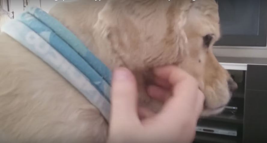 Barely Satisfied Pooch Demands More Loving Scratches From Dad.…