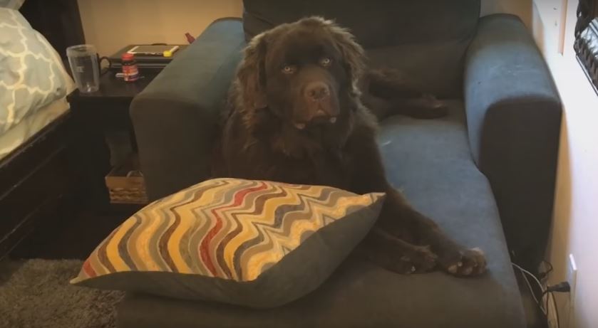 This Dog’s Reaction To His Human Offering Him A…