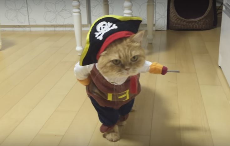 Here’s A Pirate Cat To Steal Your Heart Away.…