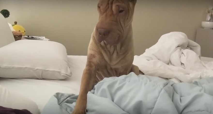 Pooch Wakes Up Her Human The Most Polite Way…