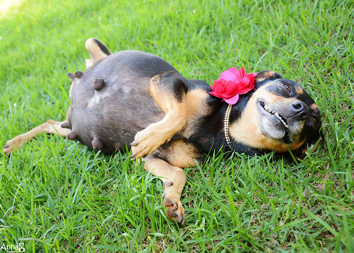 This Pregnant Dog Did A Maternity Photo Shoot To…