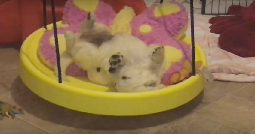 This Sleeping Puppy On A Toy Swing Is The…