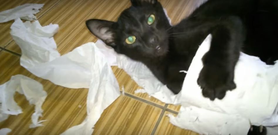 Kitten Vehemently Ruins A Roll Of Toilet Paper. What…