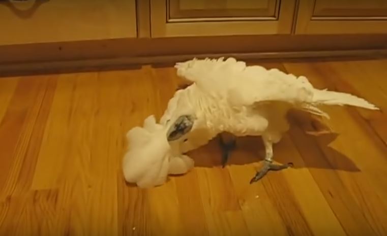 Gorgeous White Cockatoo Freaks Out As She Realizes She’s…