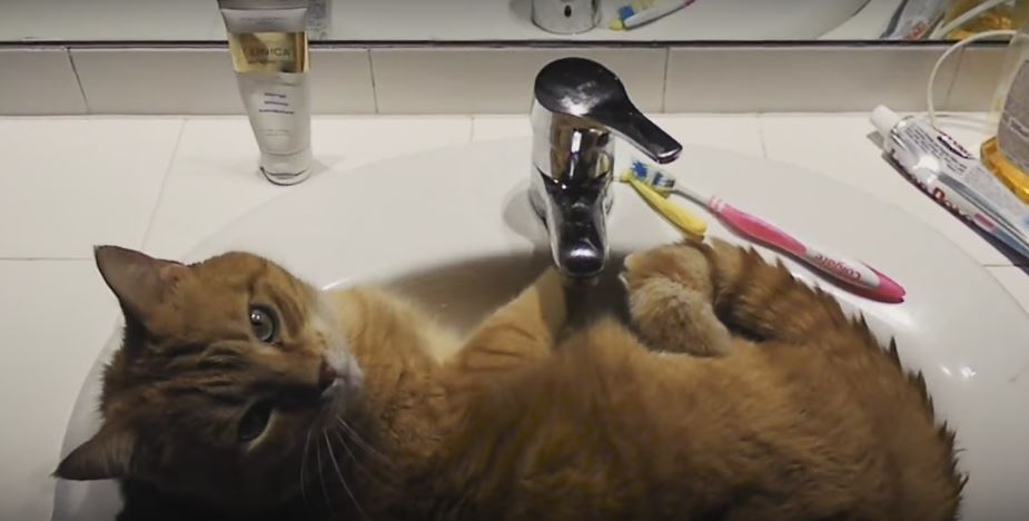 Fluffy Kitty Be Chilling In The Sink And He…