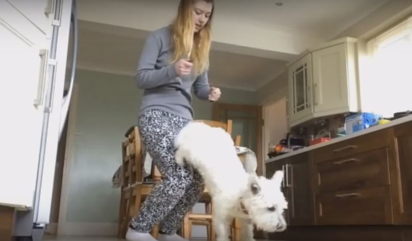 Prepare To Be Amazed! This Westie Pooch Got Awesome…