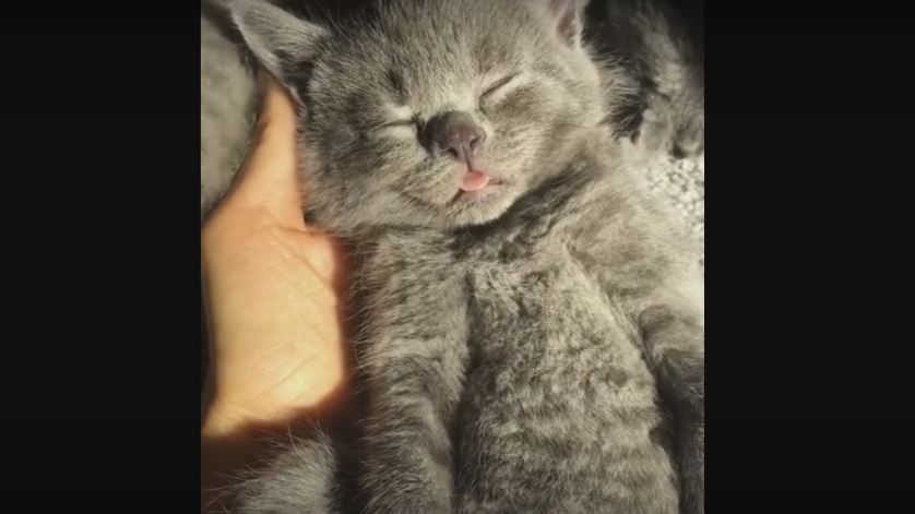 Kitten Flakes Out On The Palm Of His Mom’s…