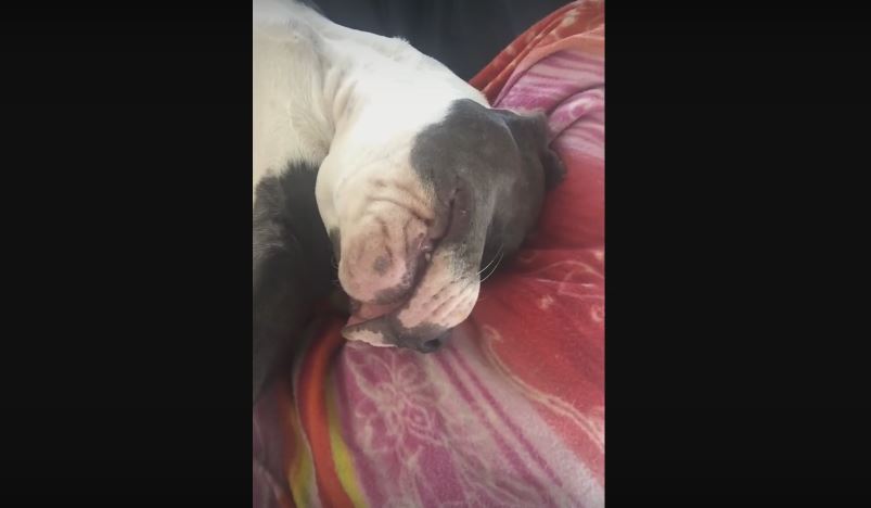 This American Bulldog’s Sleeping Position Will Make You Question…