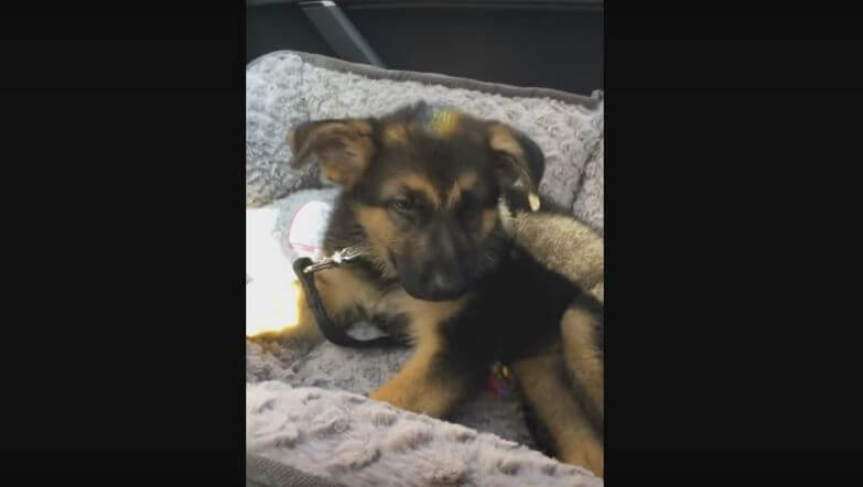 Pup Tries Not To Fall Asleep While Inside A…