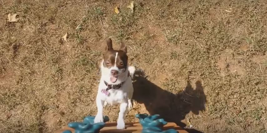 Cute Chihuahua Wants To Go Down The Slide, But…